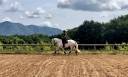 Gelding Lusitano For sale 2017 Grey