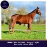 Gelding AQPS For sale 2019 Chesnut