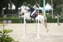 Gelding French Saddle Pony For sale 2015 Grey