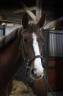 Mare Selle Français For sale 2020 Liver chestnut
