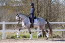 Gelding Lusitano For sale 2021 Grey