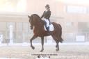 Dior du Fesquet - Lusitano 2013 by Rubi Ar