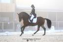 Dior du Fesquet - Lusitano 2013 by Rubi Ar