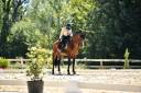 Dior du Fesquet - Lusitano 2013 by Rubi Ar
