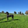 Colt Friesian For sale 2024 Black