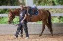 Gelding Selle Français For sale 2015 Other color
