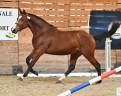 Stallion Selle Français For sale 2021 Bay