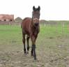 Filly Saddle Horse For sale 2024 Bay