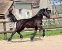 Filly Friesian For sale 2024 Black