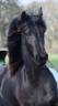 Filly Friesian For sale 2024 Black