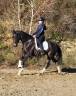 Mare KWPN Dutch Warmblood For sale 2020 Dark Bay