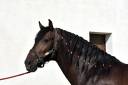 Entire PRE Pure Spanish Bred For sale 2020 Bay