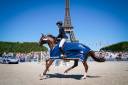 Gelding Selle Français For sale 2012 Liver chestnut