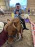 Mare Shetland Pony For sale 2017 Chesnut