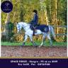 Gelding Thoroughbred For sale 2019 Grey