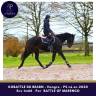 Gelding Thoroughbred For sale 2020 Bay