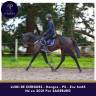 Gelding Thoroughbred For sale 2021 Bay