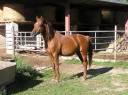Stallion Arabian For sale 2010 Chesnut