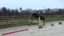 Gelding Thoroughbred For sale 2019 Dark Bay