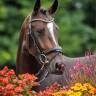 Rider, Showjumping - Permanent contract Full time - Baden-Württemberg Germany