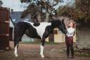 Mare Barock Pinto For sale 2021 Coloured