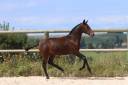 Filly Origin Recorded For sale 2024 Dark Bay