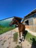 Mare Anglo-Arabian For sale 2011 Bay