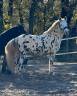 Gelding Other Pony Breed For sale 2021 Appaloosa