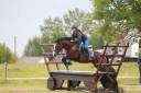 Stallion Connemara For sale 2009 Bay