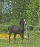 Filly Zangersheide For sale 2023 Black