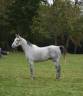 Gelding Anglo-Arabian For sale 2017 Grey