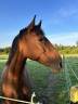 Mare PRE Pure Spanish Bred For sale 2010 Bay
