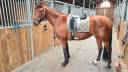Mare PRE Pure Spanish Bred For sale 2010 Bay