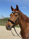 Mare Selle Français For sale 2018 Chesnut