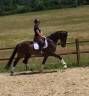 Gelding KWPN Dutch Warmblood For sale 2018 Dark Bay