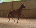 Mare Origin Recorded For sale 2019 Chesnut