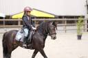 Mare Dartmoor For sale 2017 Liver chestnut