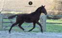 Colt Lusitano For sale 2023 Dark Bay