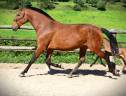 Mare Lusitano For sale 2020 Bay