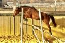 Gelding Selle Français For sale 2021 Bay