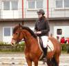 Entire French Saddle Pony For sale 2021 Bay