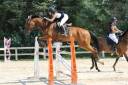 Gelding Selle Français For sale 2012 Bay