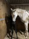 Broodmare Anglo-Arabe de Complément For sale 2010 Grey