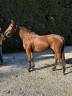 Mare Anglo-Arabian For sale 2022 Bay