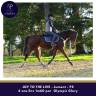 Mare Thoroughbred For sale 2019 Bay