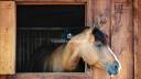 Riding school  Yvelines
