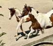 Filly sBs Belgian Warmblood For sale 2024 Coloured