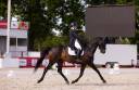 Gelding Hanoverian For sale 2014 Black