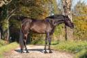 Mare PRE Pure Spanish Bred For sale 2021 Black