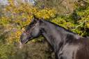Stallion PRE Pure Spanish Bred For sale 2020 Black